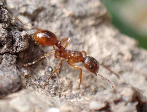 Myrmica sp.